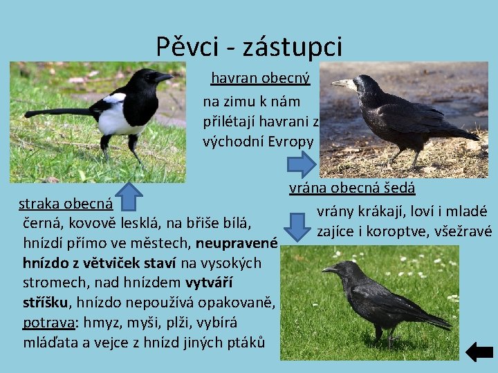 Pěvci - zástupci havran obecný na zimu k nám přilétají havrani z východní Evropy Pěvci - zástupci havran obecný na zimu k nám přilétají havrani z východní Evropy