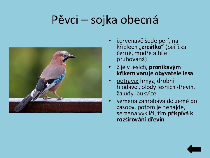 Pěvci – sojka obecná • červenavě šedé peří, na křídlech „zrcátko“ (peříčka černě, modře Pěvci – sojka obecná • červenavě šedé peří, na křídlech „zrcátko“ (peříčka černě, modře