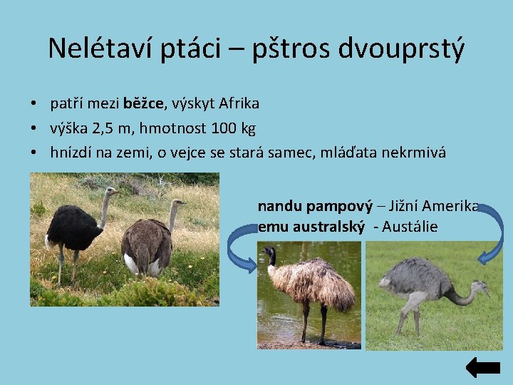Nelétaví ptáci – pštros dvouprstý • patří mezi běžce, výskyt Afrika • výška 2, Nelétaví ptáci – pštros dvouprstý • patří mezi běžce, výskyt Afrika • výška 2,