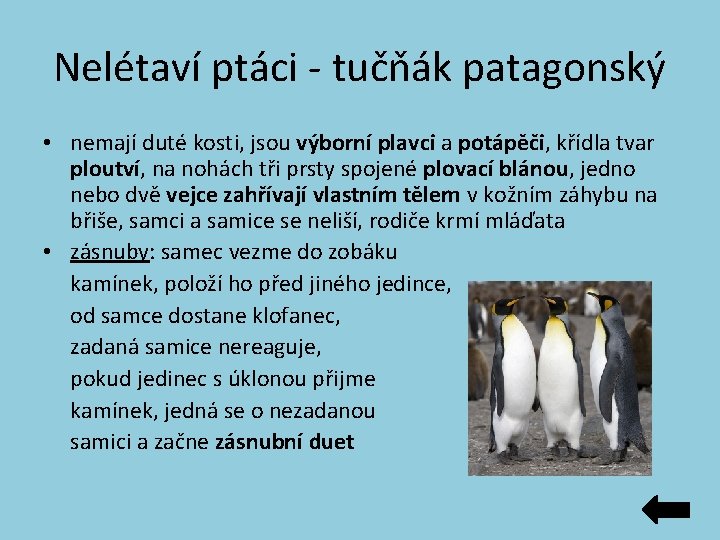 Nelétaví ptáci - tučňák patagonský • nemají duté kosti, jsou výborní plavci a potápěči, Nelétaví ptáci - tučňák patagonský • nemají duté kosti, jsou výborní plavci a potápěči,