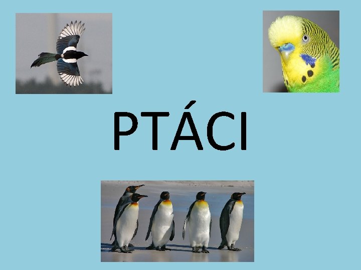 PTÁCI PTÁCI