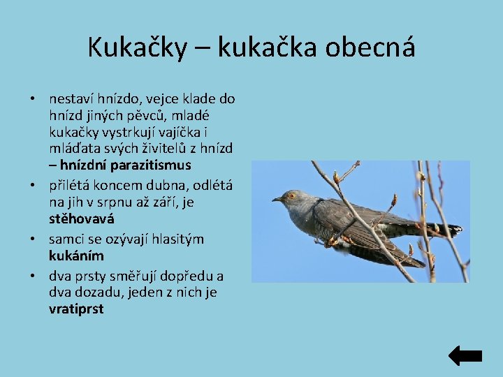 Kukačky – kukačka obecná • nestaví hnízdo, vejce klade do hnízd jiných pěvců, mladé Kukačky – kukačka obecná • nestaví hnízdo, vejce klade do hnízd jiných pěvců, mladé