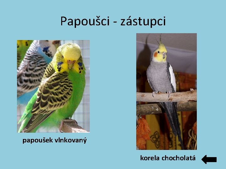 Papoušci - zástupci papoušek vlnkovaný korela chocholatá Papoušci - zástupci papoušek vlnkovaný korela chocholatá