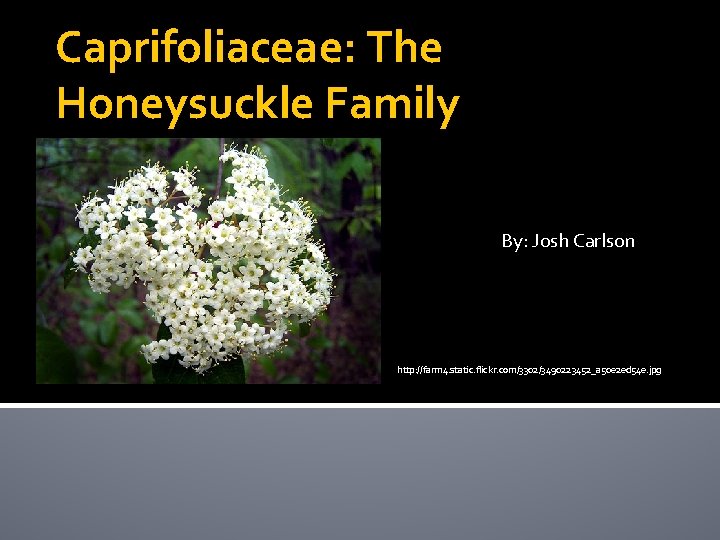Caprifoliaceae: The Honeysuckle Family By: Josh Carlson http: //farm 4. static. flickr. com/3302/3490223452_a 50