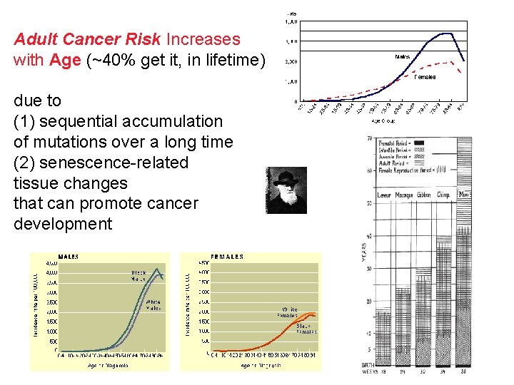 Adult Cancer Risk Increases with Age (~40% get it, in lifetime) due to (1)