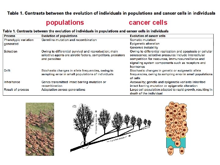 populations cancer cells 