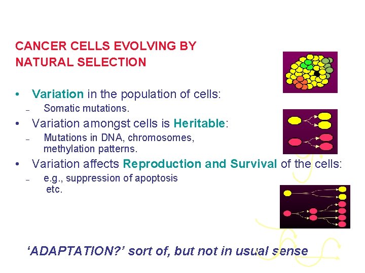 CANCER CELLS EVOLVING BY NATURAL SELECTION • Variation in the population of cells: –