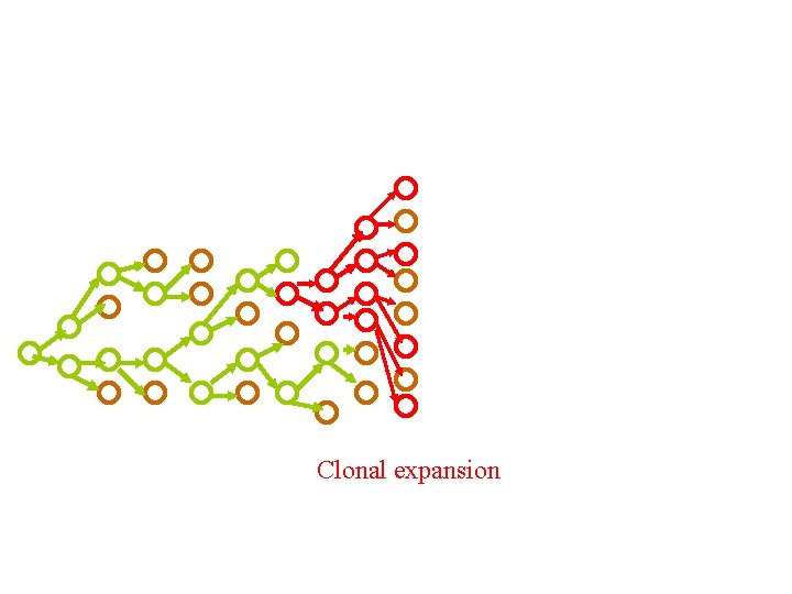 Clonal expansion 