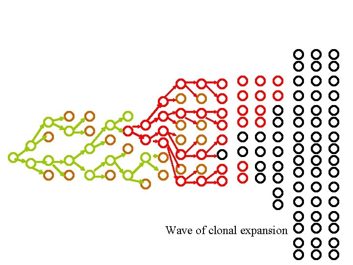 Wave of clonal expansion 