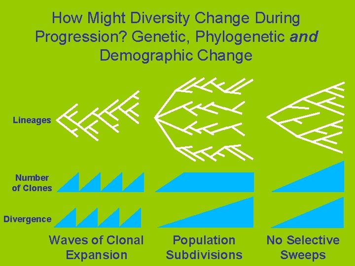 How Might Diversity Change During Progression? Genetic, Phylogenetic and Demographic Change Lineages Number of
