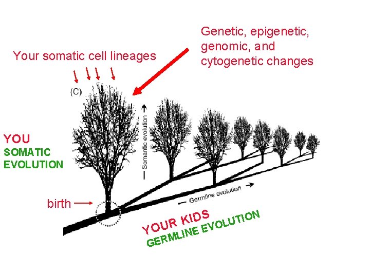 Genetic, epigenetic, genomic, and cytogenetic changes Your somatic cell lineages YOU SOMATIC EVOLUTION birth