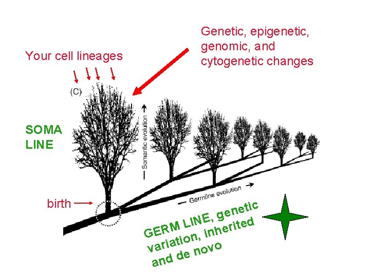 Your cell lineages Genetic, epigenetic, genomic, and cytogenetic changes SOMA LINE birth tic e