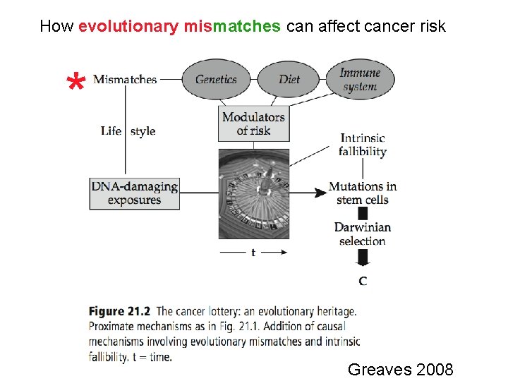 How evolutionary mismatches can affect cancer risk * Greaves 2008 