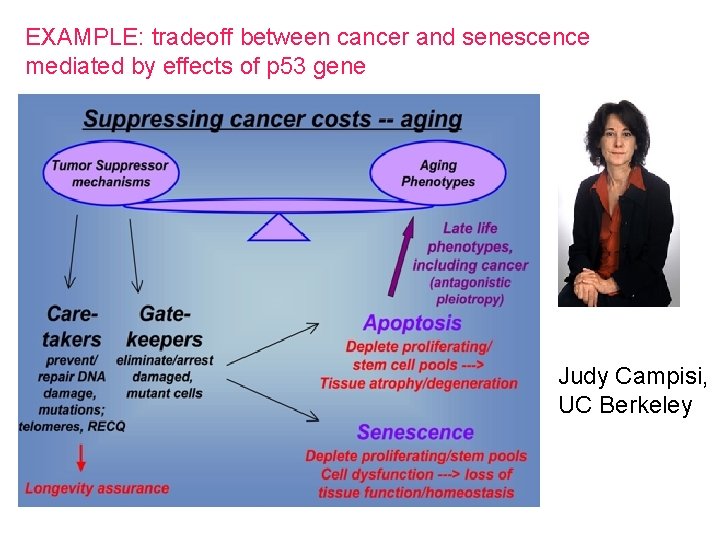 EXAMPLE: tradeoff between cancer and senescence mediated by effects of p 53 gene Judy