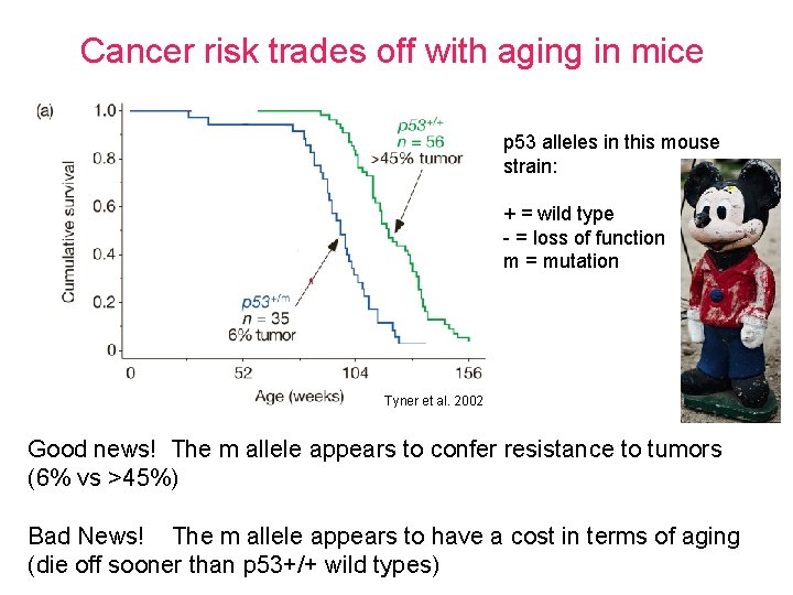 Cancer risk trades off with aging in mice p 53 alleles in this mouse