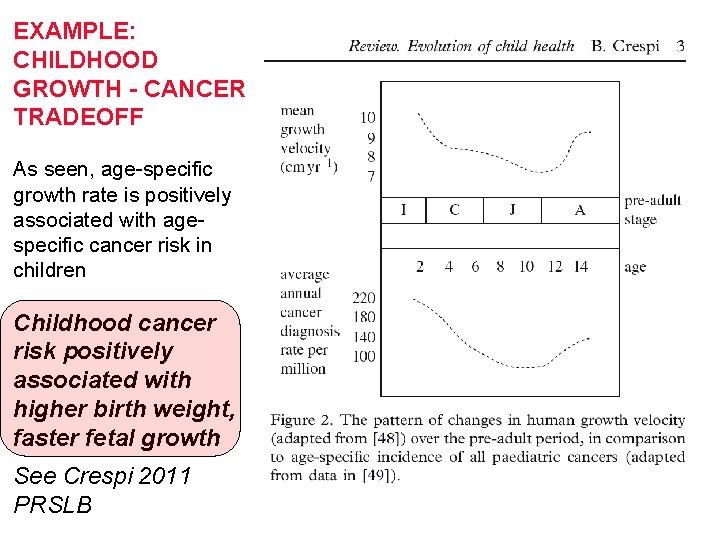 EXAMPLE: CHILDHOOD GROWTH - CANCER TRADEOFF As seen, age-specific growth rate is positively associated