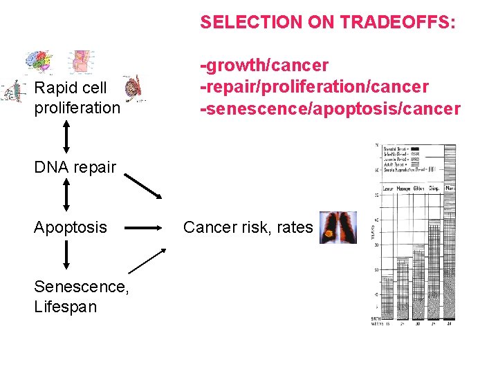 SELECTION ON TRADEOFFS: Rapid cell proliferation -growth/cancer -repair/proliferation/cancer -senescence/apoptosis/cancer DNA repair Apoptosis Senescence, Lifespan