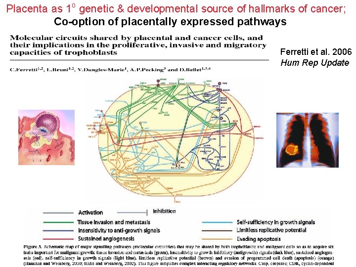 Placenta as 1 o genetic & developmental source of hallmarks of cancer; Co-option of