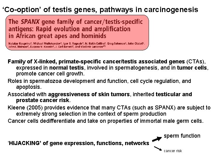 ‘Co-option’ of testis genes, pathways in carcinogenesis Family of X-linked, primate-specific cancer/testis associated genes