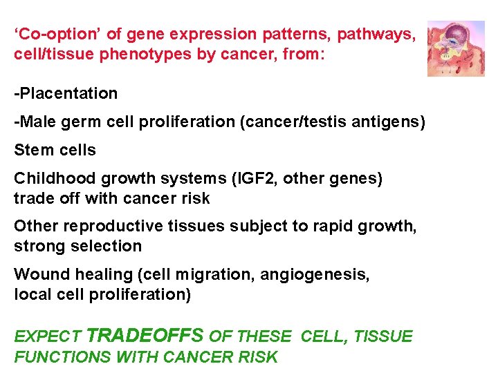 ‘Co-option’ of gene expression patterns, pathways, cell/tissue phenotypes by cancer, from: -Placentation -Male germ