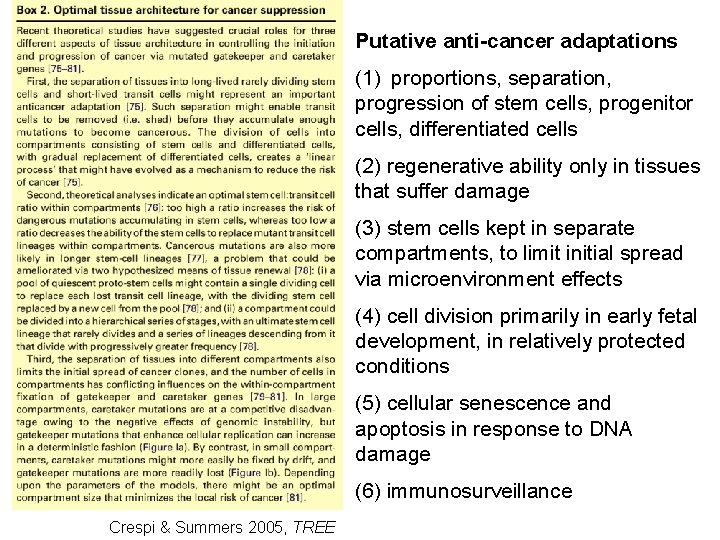 Putative anti-cancer adaptations (1) proportions, separation, progression of stem cells, progenitor cells, differentiated cells