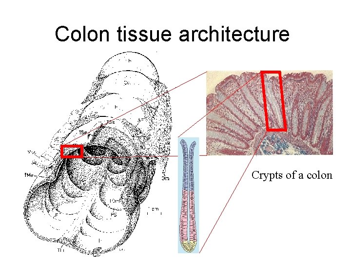 Colon tissue architecture Crypts of a colon 