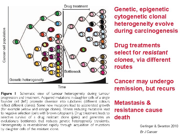 Genetic, epigenetic cytogenetic clonal heterogeneity evolve during carcinogenesis Drug treatments select for resistant clones,