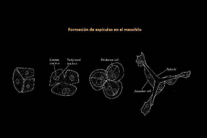 Formación de espículas en el mesohilo 