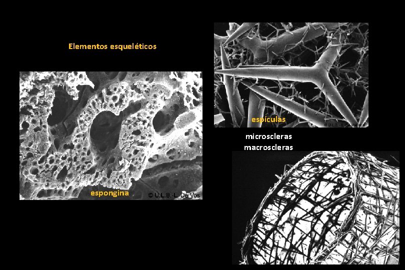 Elementos esqueléticos espículas microscleras macroscleras espongina 