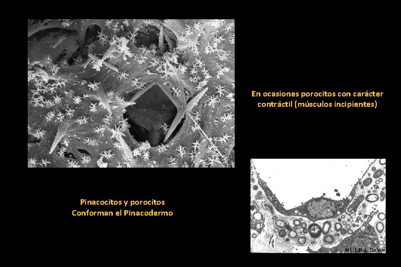 En ocasiones porocitos con carácter contráctil (músculos incipientes) Pinacocitos y porocitos Conforman el Pinacodermo