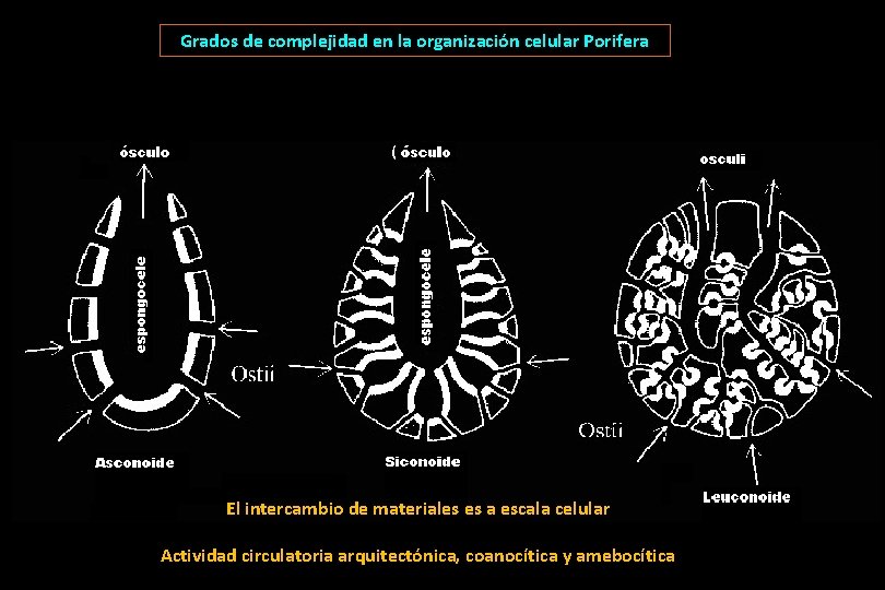 Grados de complejidad en la organización celular Porifera El intercambio de materiales es a