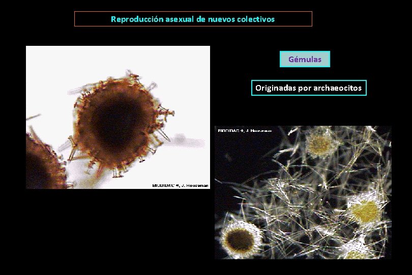 Reproducción asexual de nuevos colectivos Gémulas Originadas por archaeocitos 