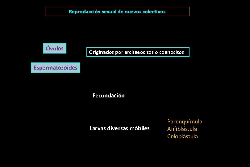 Reproducción sexual de nuevos colectivos Óvulos Originados por archaeocitos o coanocitos Espermatozoides Fecundación Larvas