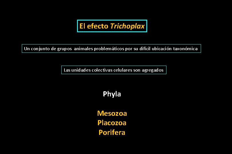 El efecto Trichoplax Un conjunto de grupos animales problemáticos por su difícil ubicación taxonómica