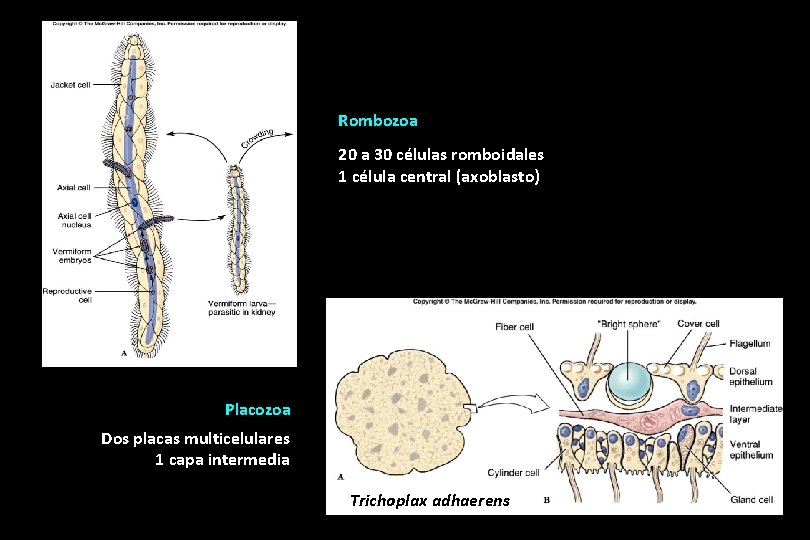 Rombozoa 20 a 30 células romboidales 1 célula central (axoblasto) Placozoa Dos placas multicelulares