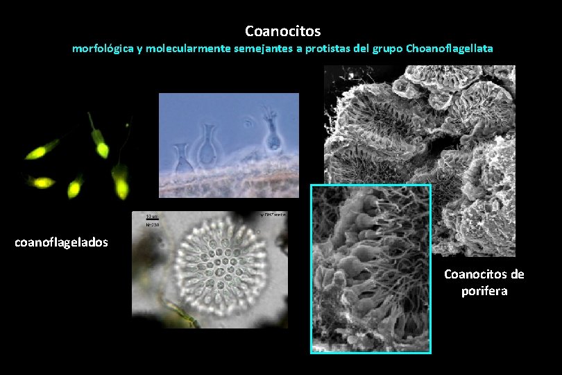 Coanocitos morfológica y molecularmente semejantes a protistas del grupo Choanoflagellata coanoflagelados Coanocitos de porifera