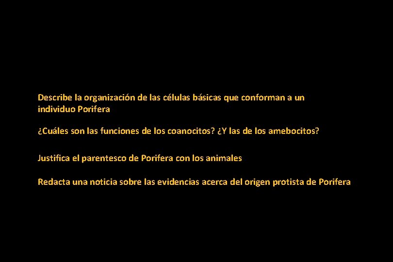 Describe la organización de las células básicas que conforman a un individuo Porifera ¿Cuáles