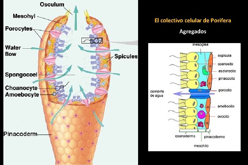 El colectivo celular de Porifera Agregados 