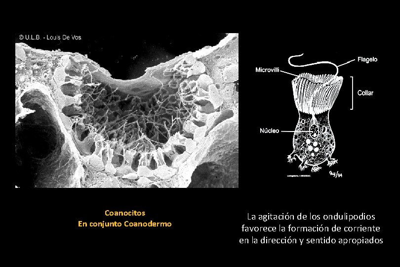 Coanocitos En conjunto Coanodermo La agitación de los ondulipodios favorece la formación de corriente