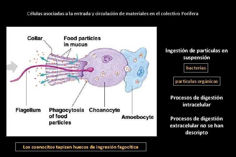Células asociadas a la entrada y circulación de materiales en el colectivo Porifera Ingestión