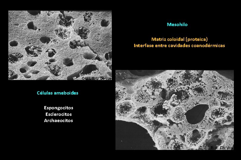 Mesohilo Matriz coloidal (proteica) Interfase entre cavidades coanodérmicas Células ameboides Espongocitos Esclerocitos Archaeocitos 