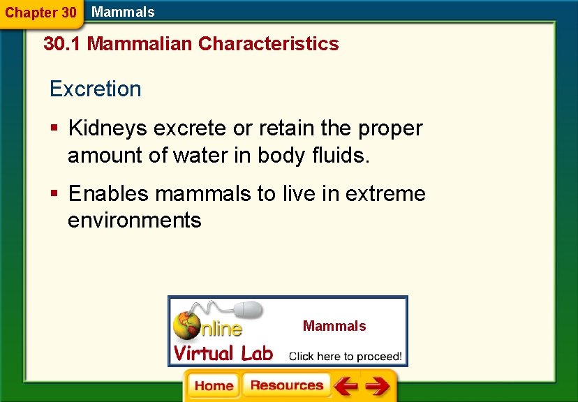 Chapter 30 Mammals 30. 1 Mammalian Characteristics Excretion § Kidneys excrete or retain the