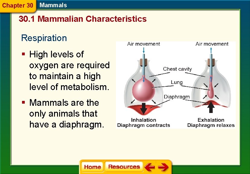 Chapter 30 Mammals 30. 1 Mammalian Characteristics Respiration § High levels of oxygen are