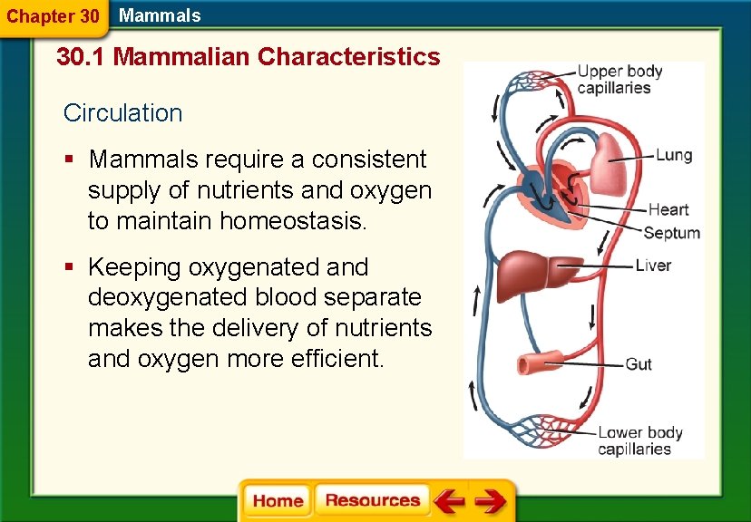 Chapter 30 Mammals 30. 1 Mammalian Characteristics Circulation § Mammals require a consistent supply
