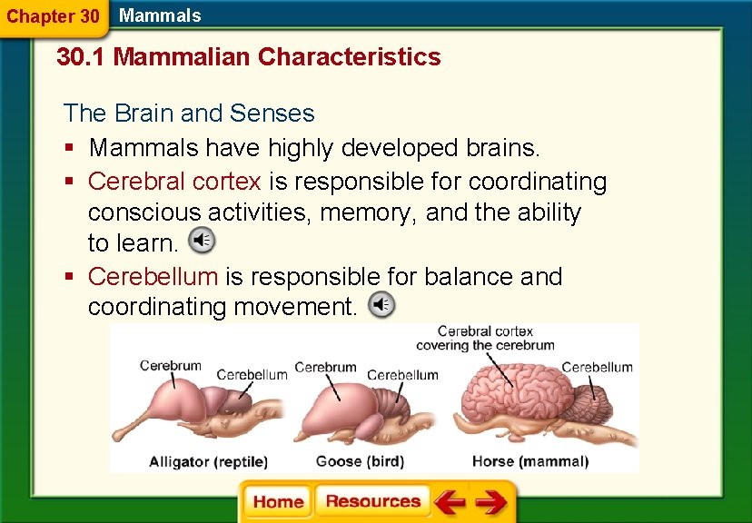 Chapter 30 Mammals 30. 1 Mammalian Characteristics The Brain and Senses § Mammals have