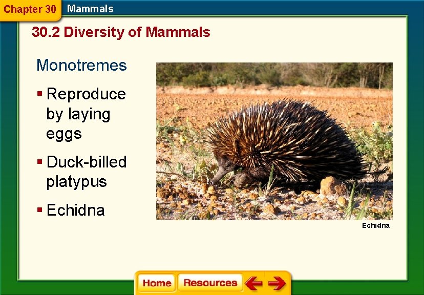 Chapter 30 Mammals 30. 2 Diversity of Mammals Monotremes § Reproduce by laying eggs