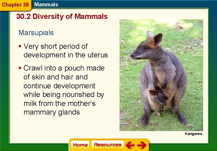 Chapter 30 Mammals 30. 2 Diversity of Mammals Marsupials § Very short period of