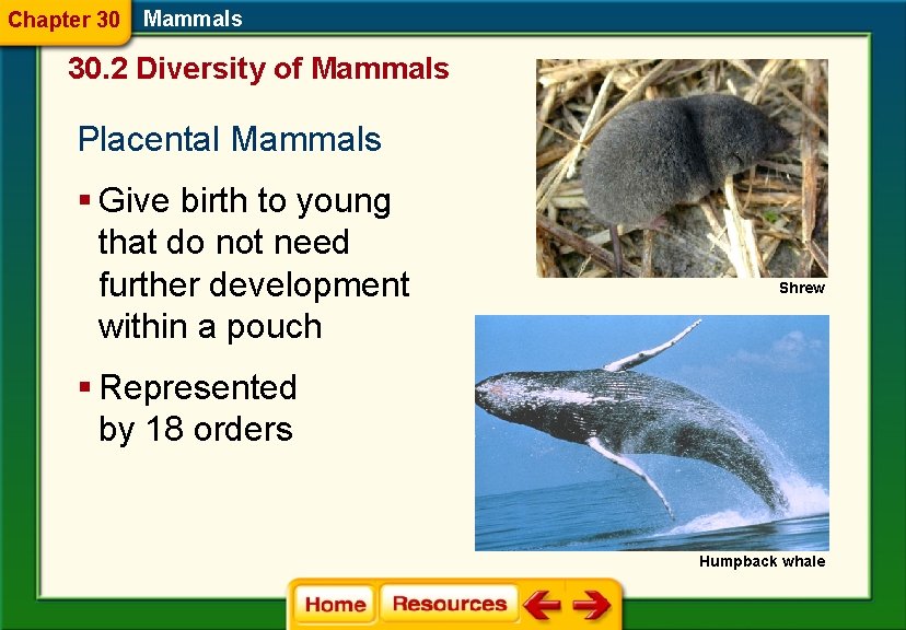 Chapter 30 Mammals 30. 2 Diversity of Mammals Placental Mammals § Give birth to