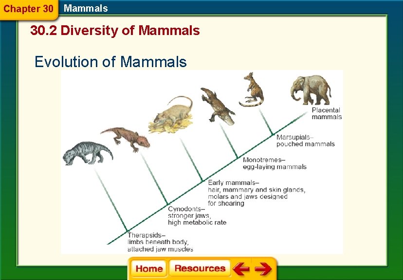 Chapter 30 Mammals 30. 2 Diversity of Mammals Evolution of Mammals 
