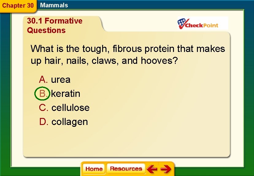 Chapter 30 Mammals 30. 1 Formative Questions What is the tough, fibrous protein that